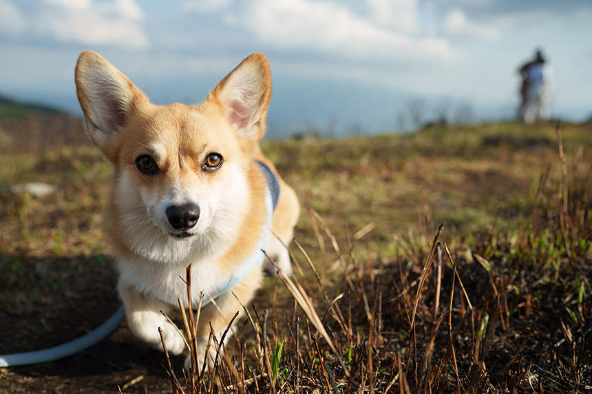 Dog Snapshot R 令和の犬景Vol.27　Dog Snapshot 秋〜春編