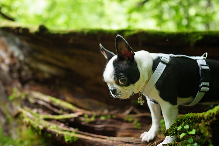 Dog Snapshot R 令和の犬景Vol.28　トコちゃんのぼうけん