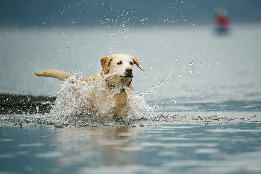 Dog Snapshot R 令和の犬景　Vol.2　健気なラスト・ラン