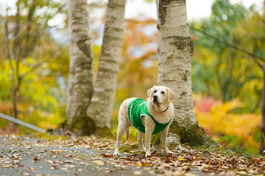 「2024アイメイト・サポートカレンダー mini」11月の写真（不適格犬奉仕）