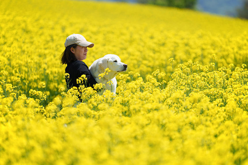 「2024アイメイト・サポートカレンダー」3月の写真（リタイア犬奉仕）