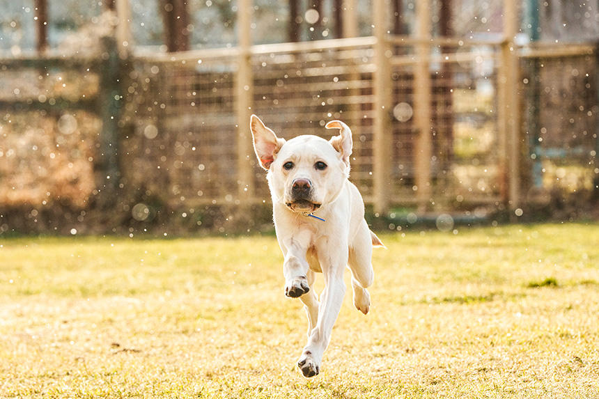 Dog Snapshot R 令和の犬景Vol.35　20年越しのドッグラン考