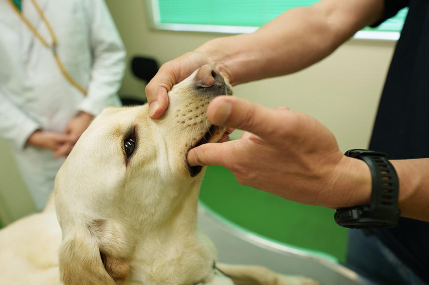 アイメイト候補犬は、歯を触られても落ち着いている