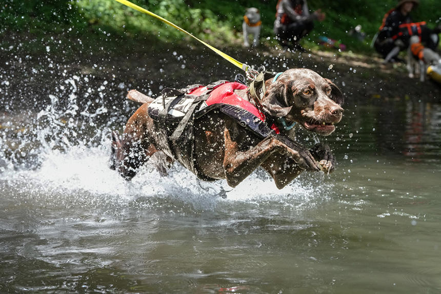 Dog Snapshot R 令和の犬景Vol.41　酷暑の2024年夏の水遊び景