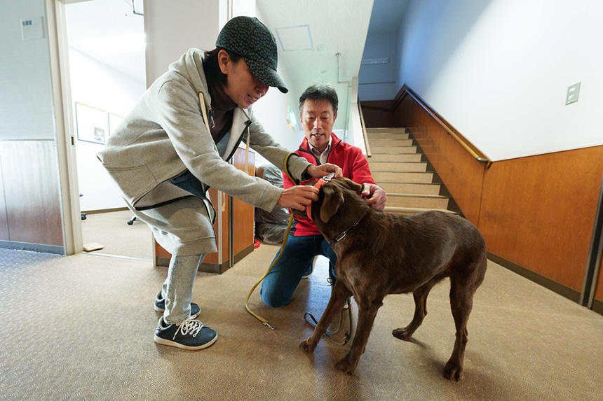 迎えに来たリタイア犬奉仕者が、家庭犬の首輪をつける