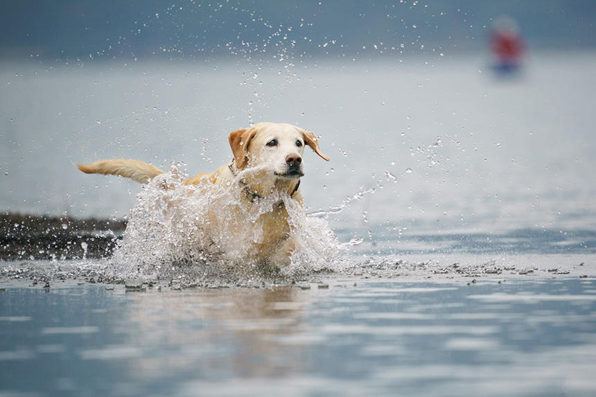 晩年のラリー。犬は過去も未来も関係なく、今を生きる＝2020年撮影