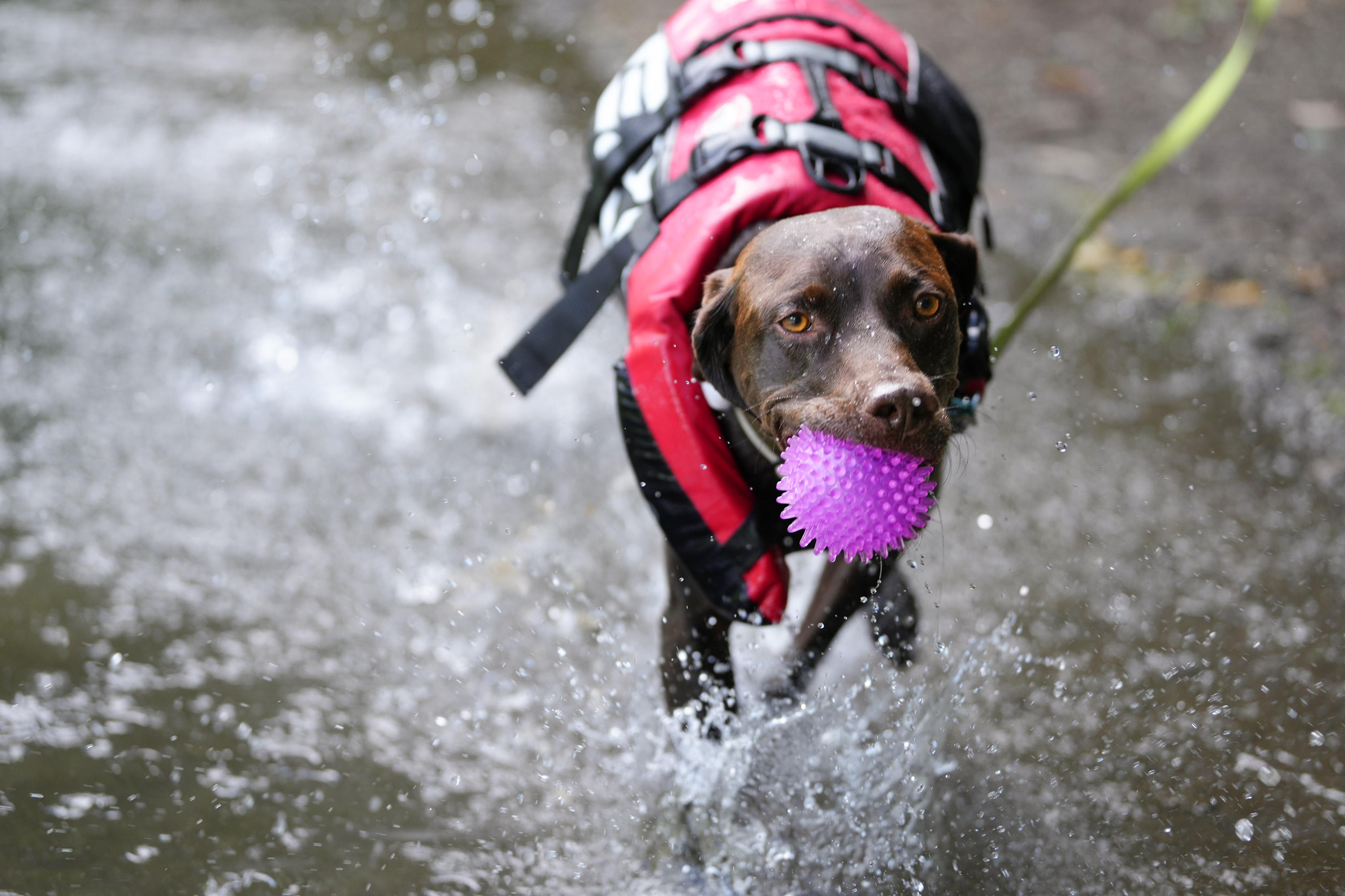 代表的な鳥猟犬であるポインターは、獲物を追う本能を満足させてくれるボール遊びなどが大好き