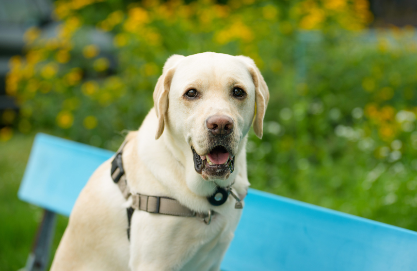 我が家に来て3年目のルカ。家庭犬として申し分のない、優しくて楽しい子です