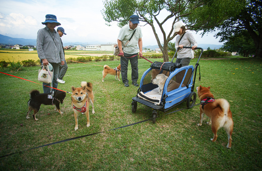 部分的にペットを受け入れている公園。ここはいつも犬連れの常連さんたちで賑わっている