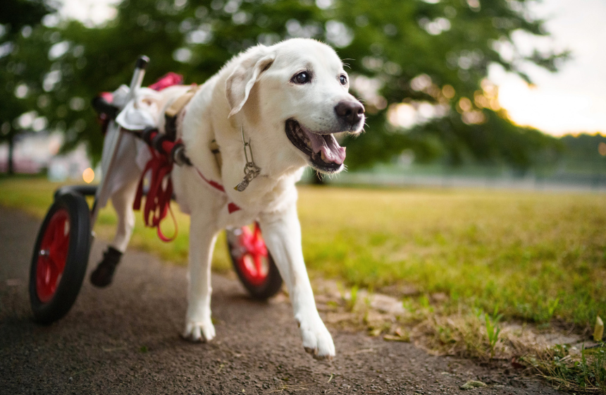 Dog Snapshot R 令和の犬景Vol.55　日本の公園にあふれる