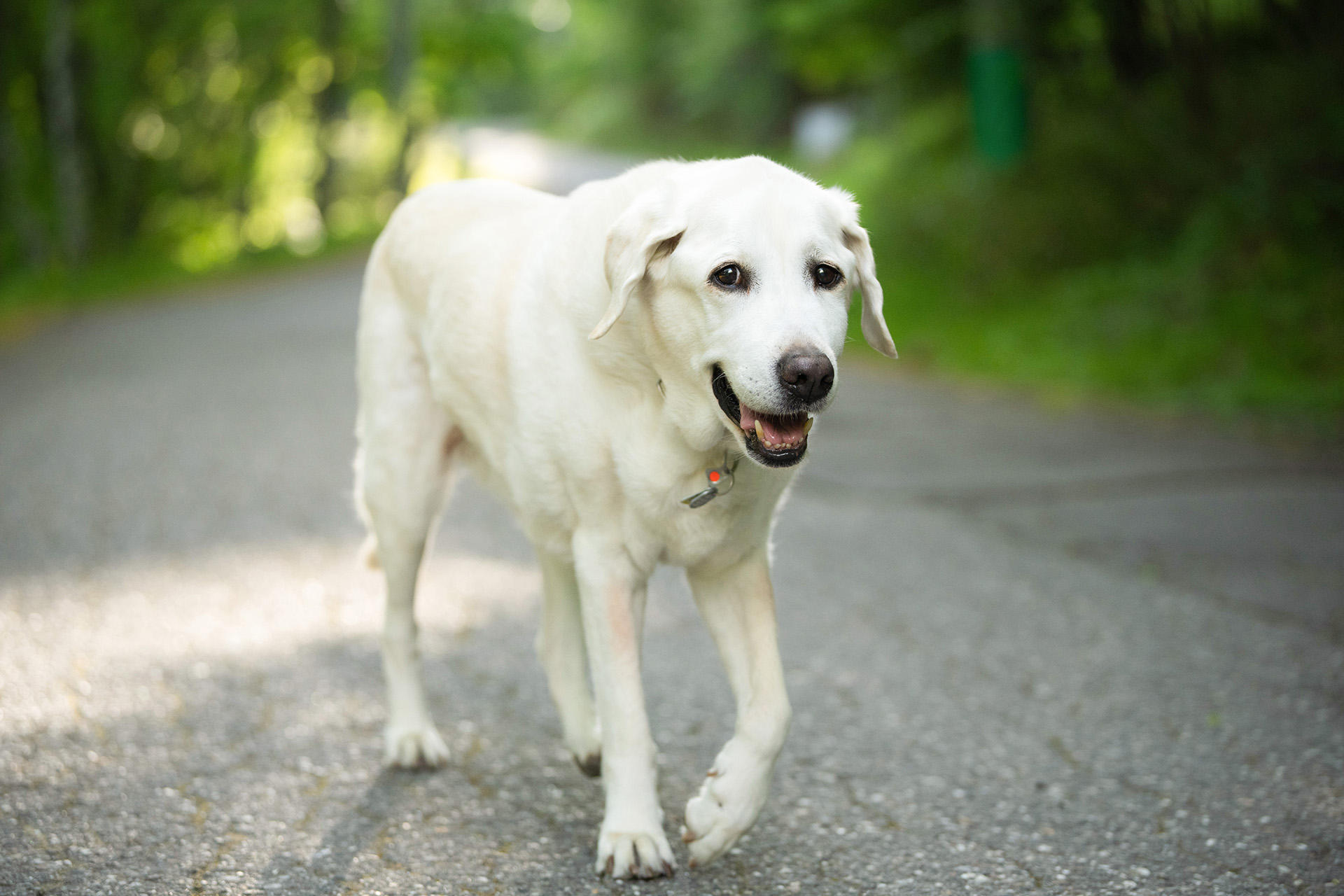 「リタイア犬日記」出展作より　いつも穏やかな微笑みをたたえていたマルコ