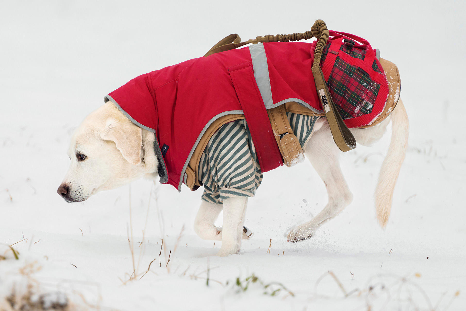 「リタイア犬日記」出展作より　3本の脚で雪原を駆けるマルコ
