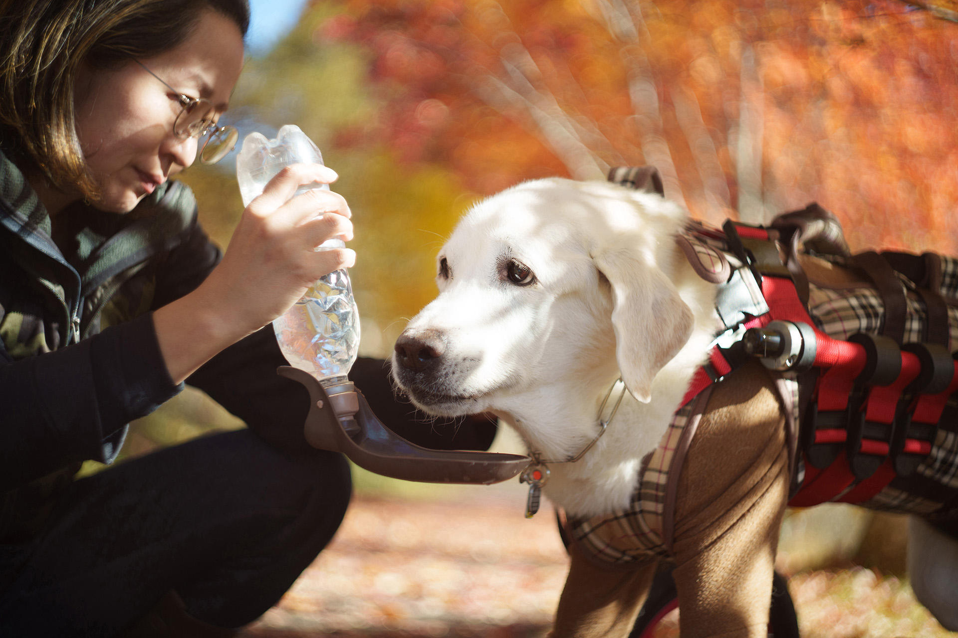 「リタイア犬日記」出展作より　紅葉の季節に撮影したマルコの最後の写真