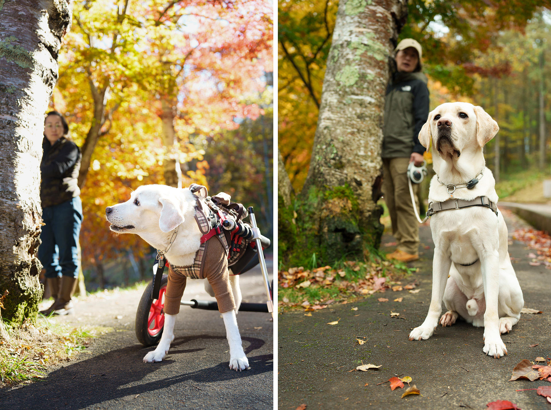 マルコ（左）と歩いた散歩道を、今はルカ（右）と歩いています