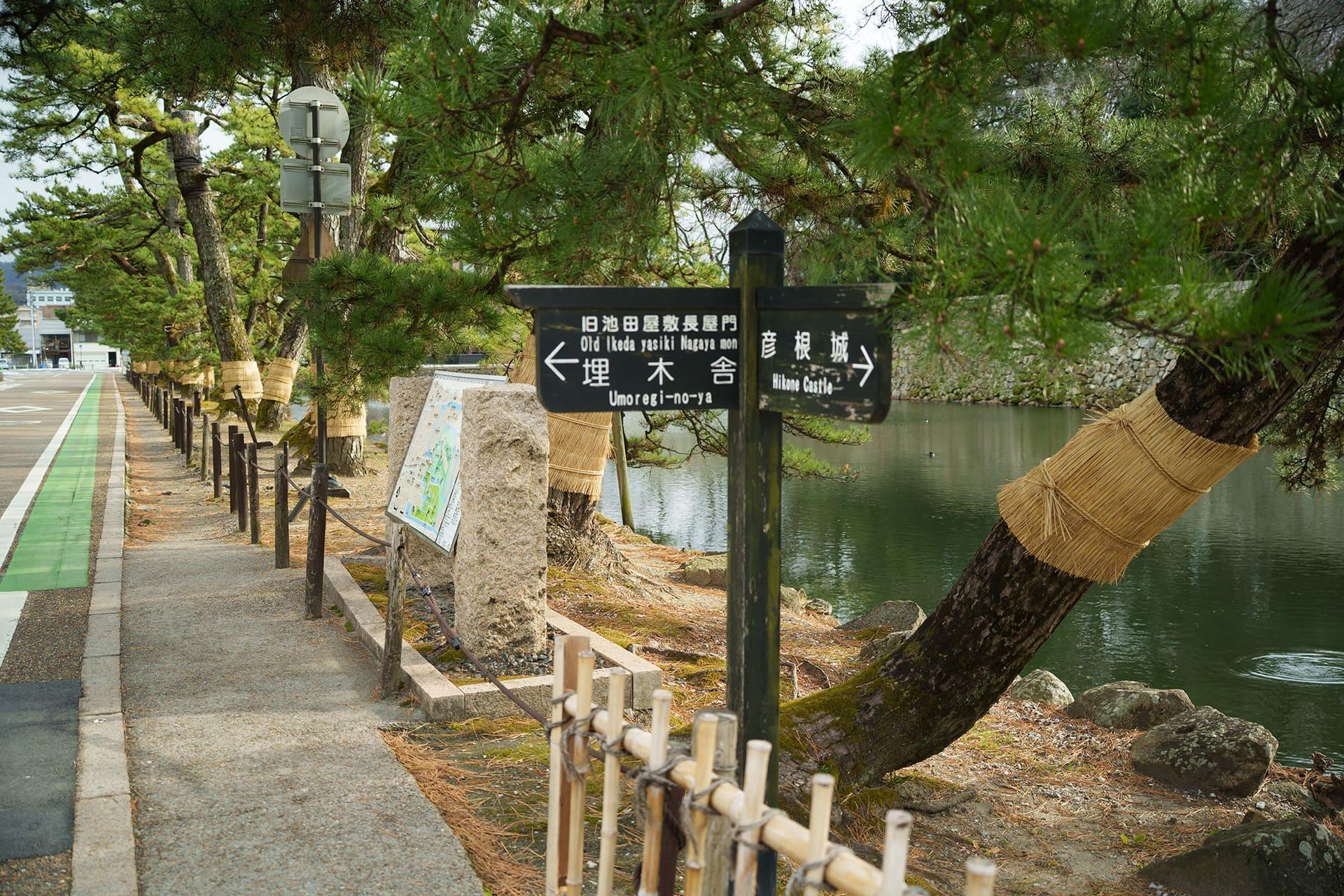 彦根城の堀沿いの桜並木（上）と松並木。塩屋賢一は70年前、こんな木の陰に隠れてチャンピイに「さようなら」の言葉を送ったのだろうか（2026年1月）