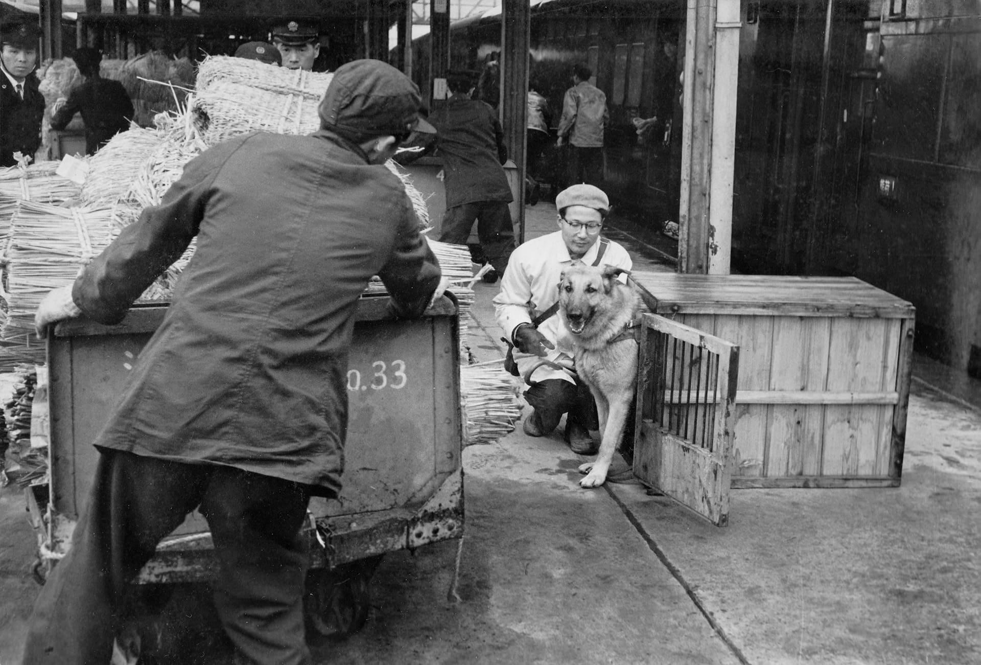河相さんの次の赴任地、浜松駅に降り立ったチャンピイ（1960年）