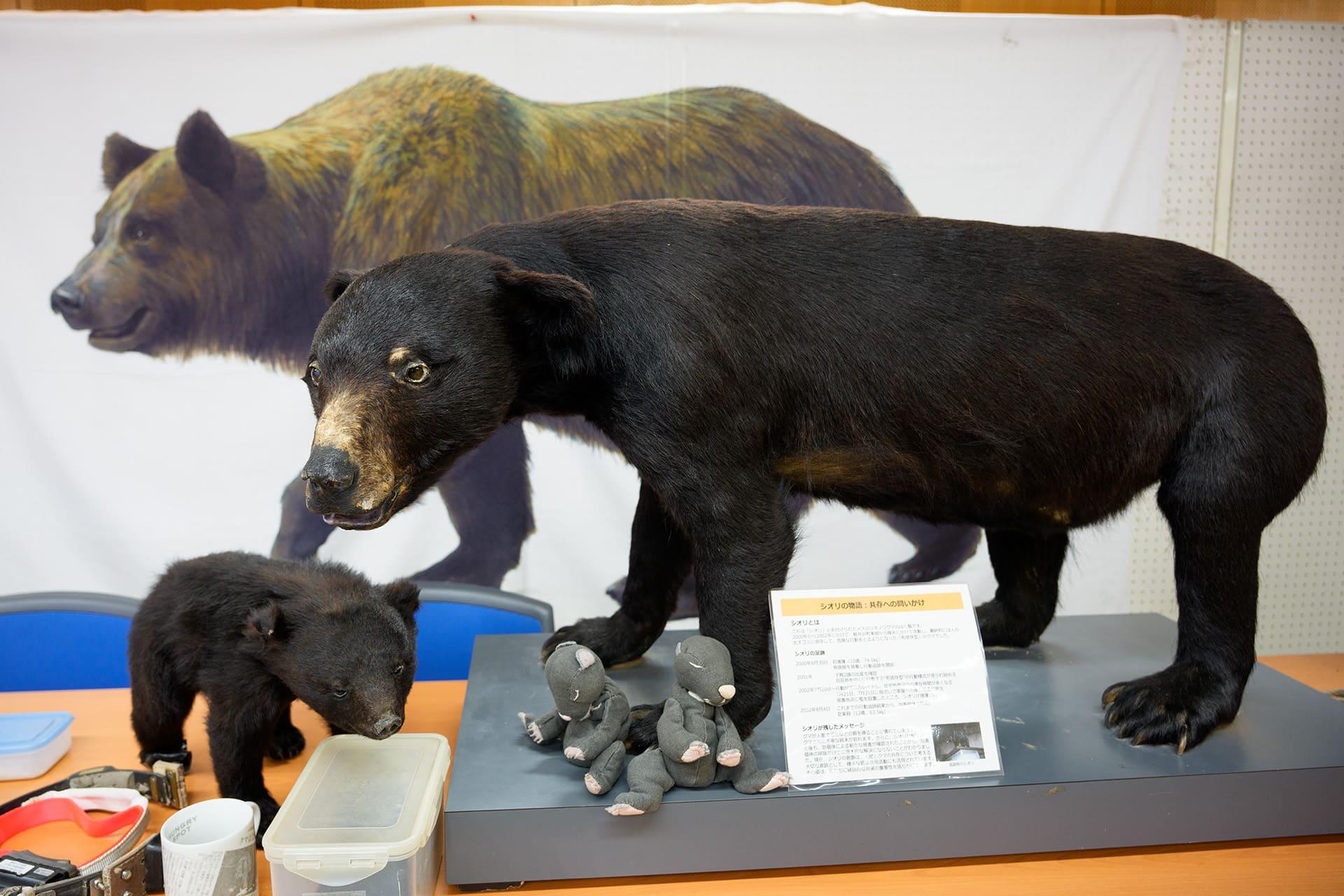 「軽井沢町野生動物対策報告会」会場に展示されていたツキノワグマの剥製