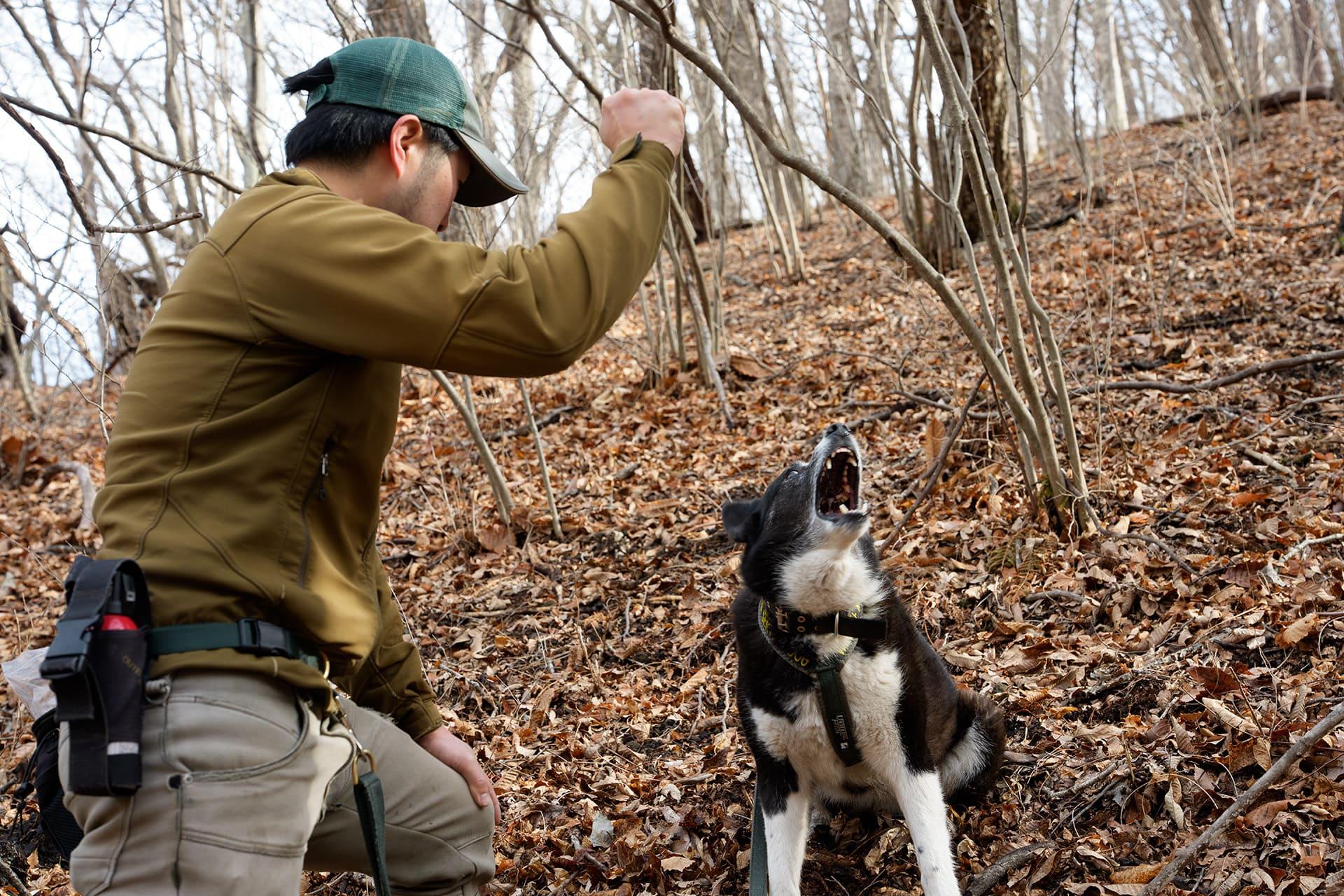 ハンドラーの指示で吠えてクマを追い払う