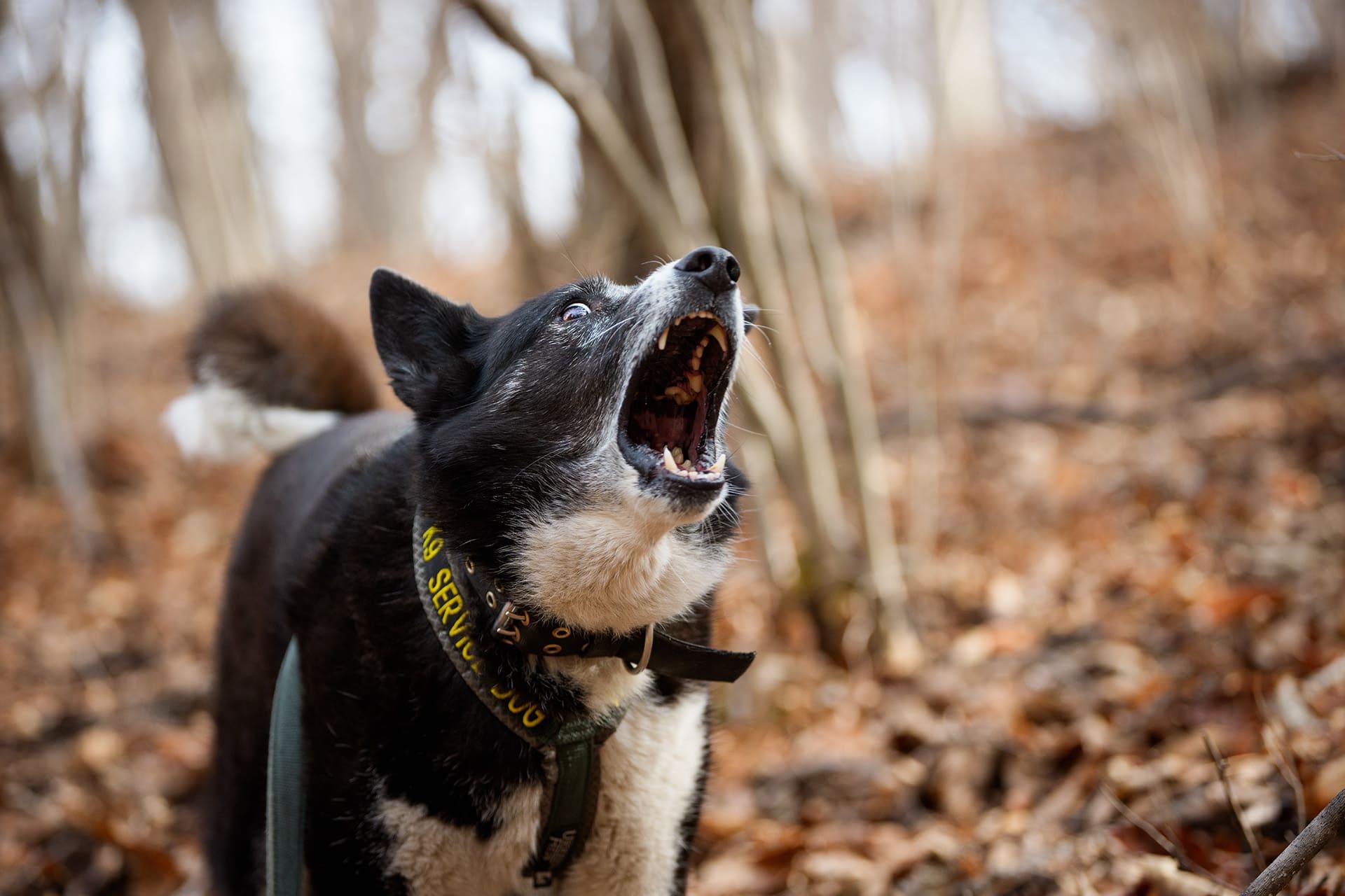 Dog Snapshot R 令和の犬景Vol.60　「山の散歩道」を守る軽井沢のベアドッグ