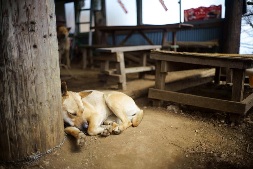 景信山の茶屋の看板犬（2019年3月・東京都八王子市）