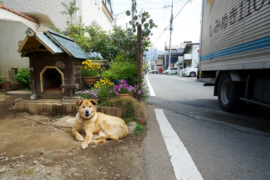 山梨県に入ると外飼いの雑種犬が目立つようになった（2019年4月・山梨県大月市）