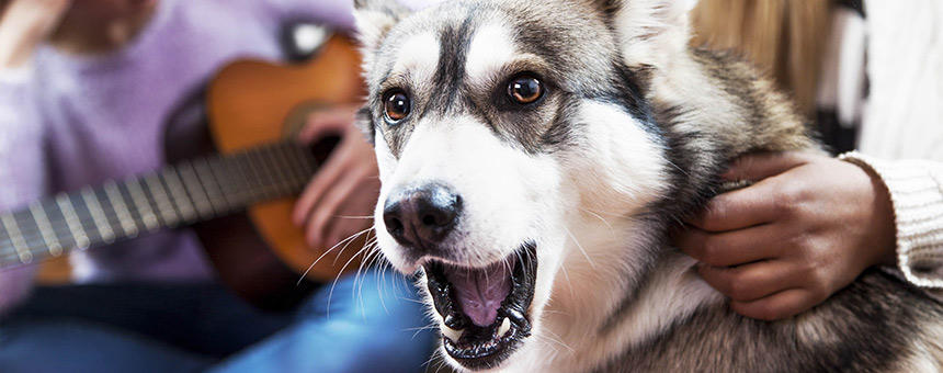 犬は音楽を理解できる？うまく取り入れてリラックス＆ストレス解消！