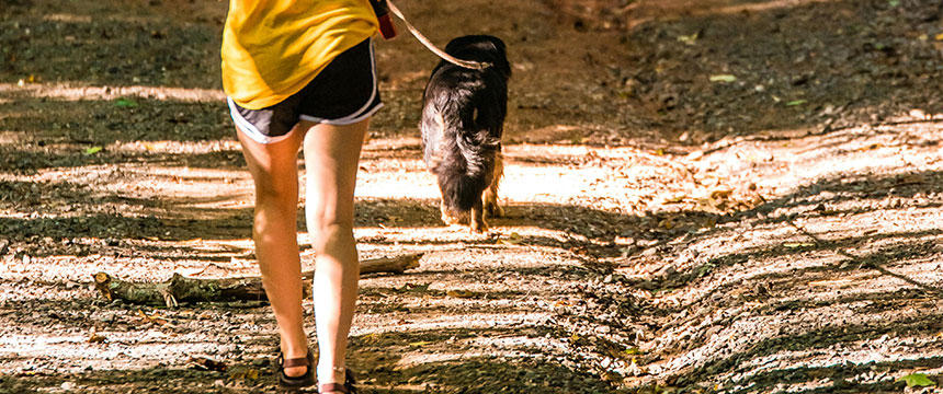 犬とお出かけ、アウトドア！楽しむために改めてチェックしたい夏の注意点