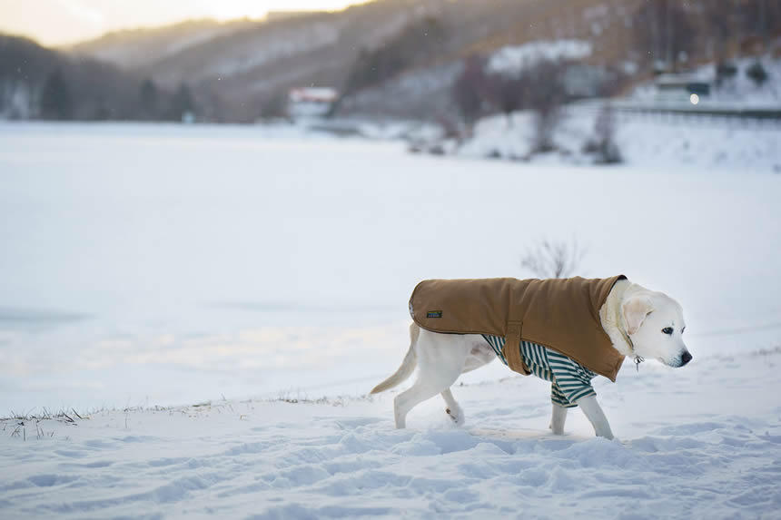 Dog Snapshot R 令和の犬景　Vol.1