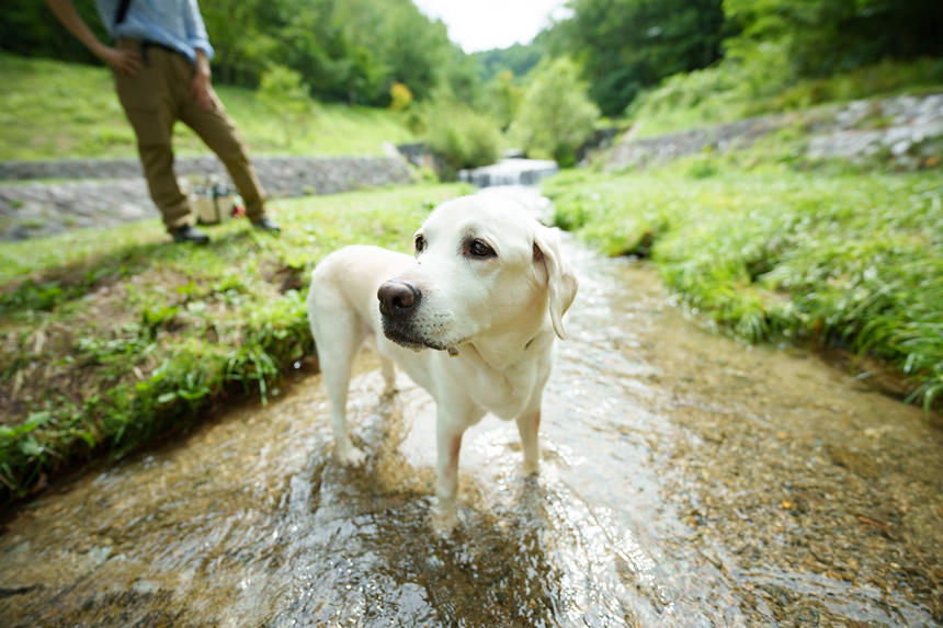 Dog Snapshot R 令和の犬景Vol.6　12歳のちゃぷちゃぷ歩き