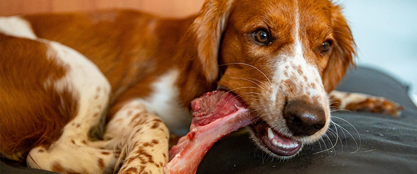 犬に鶏の骨を与える時の常識が変わっていた！以前と今ではどう違う？情報アップデート