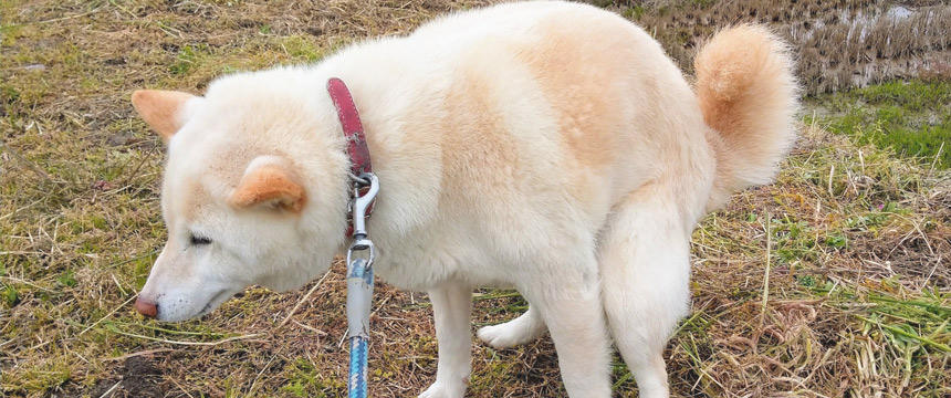 犬の便秘の原因とは？困った便秘への対処法とオススメドッグフード。