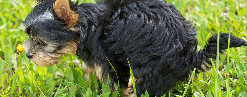 犬の下痢の原因は？下痢に悩んだらチェックしたいポイントまとめ