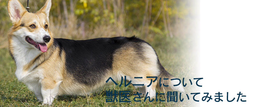 犬のヘルニアの症状とは？対策のための食事や暮らしの工夫をまとめました[#獣医師コラム]