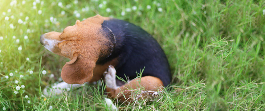 アレルギー対応のドッグフードに変えるべき？脱毛・かゆみなど皮膚が気になる犬のごはん選び