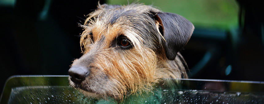 犬の車酔い予防と対策とは？ドライブ時に飼い主が知っておくべきポイント