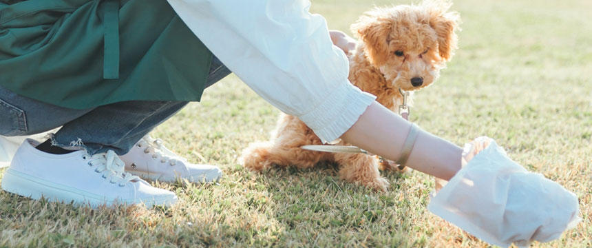 犬のウンチの色が変わった！これってなぜ？理想的なウンチについても解説します。 