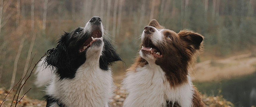 犬の鼻が乾燥しているのは病気のサイン？獣医さんに聞いてみました[#獣医師コラム]