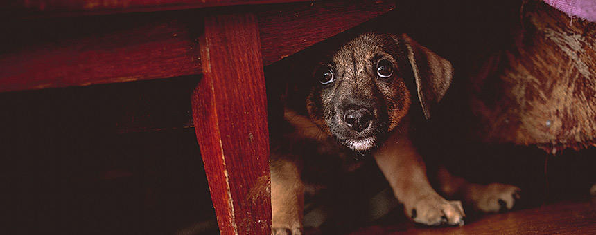 知っていますか？犬が雷を怖がる理由と対処法