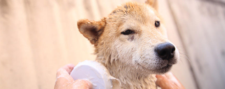 犬の脂漏症とは？皮膚の健康維持に役立つ食事、サプリメントについて