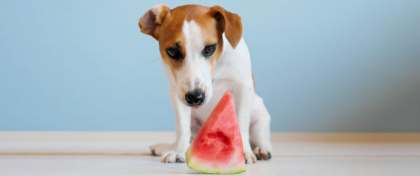 犬と楽しむ夏の味覚