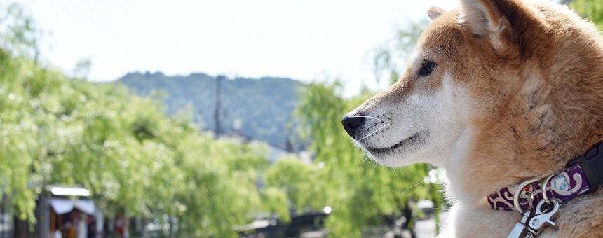 春の土用の戌(いぬ)の日、なに食べる？犬も食べられるオススメ食材・食べ物ご紹介