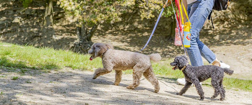 「どうしよう...」を防ごう！犬とのお出かけ、この時期の注意ポイント