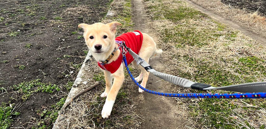 愛護団体“ぼくらはみんないきている”で預かり中の元野犬