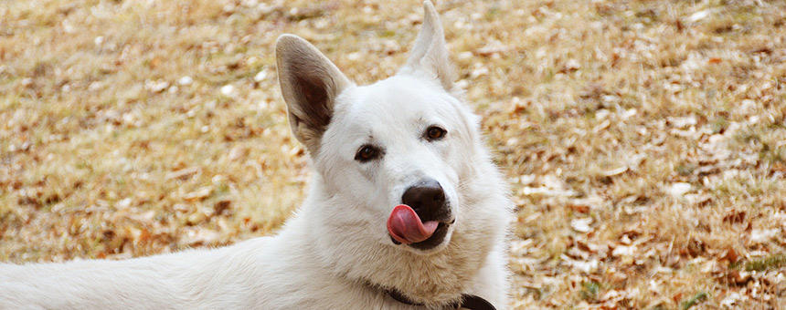 犬の亜鉛の必須量の目安は？ドッグフードで十分なの？