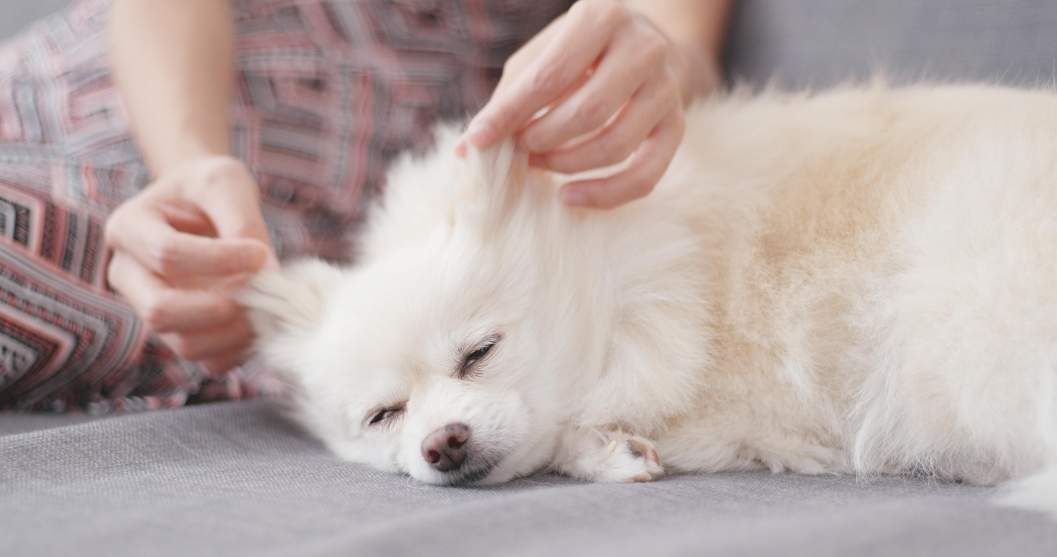 犬はやっぱりマッサージが好き！