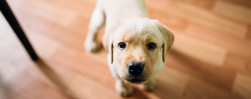 犬の名前にも流行がある？犬の名付け方の傾向を調べてみた。