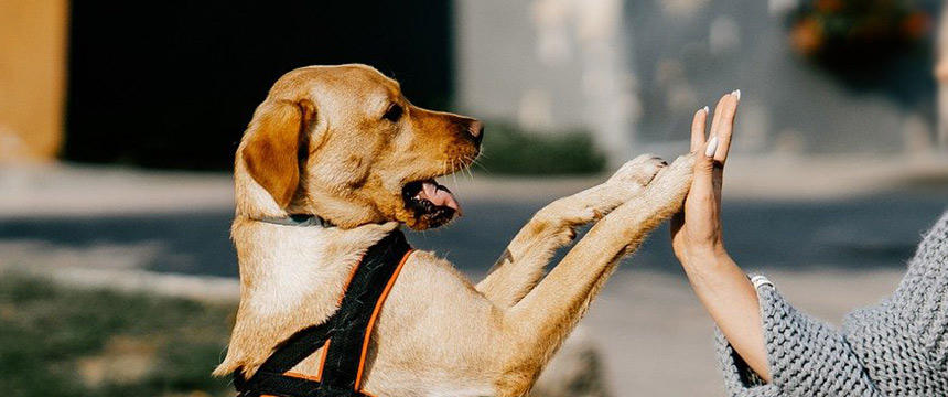 犬のほめ方にコツはあるの？犬とのコミュニケーションは「全力」がキーワード