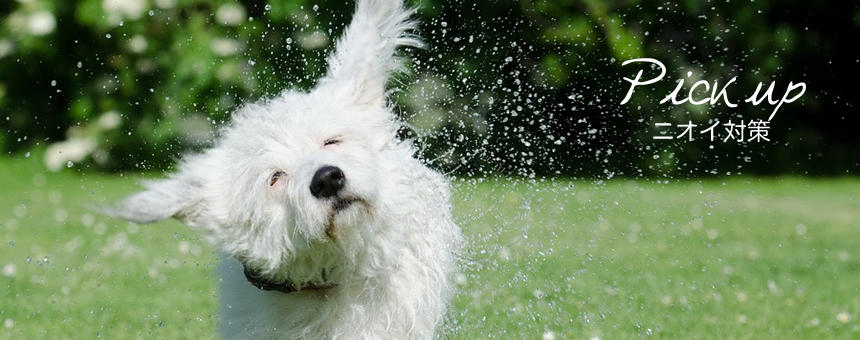 そろそろ気になる犬たちのニオイ。カンタンひと手間でお手入れスタートしませんか？