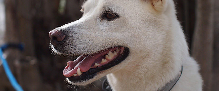 犬の皮膚に異変？気になるイボの種類と腫瘍との違い。