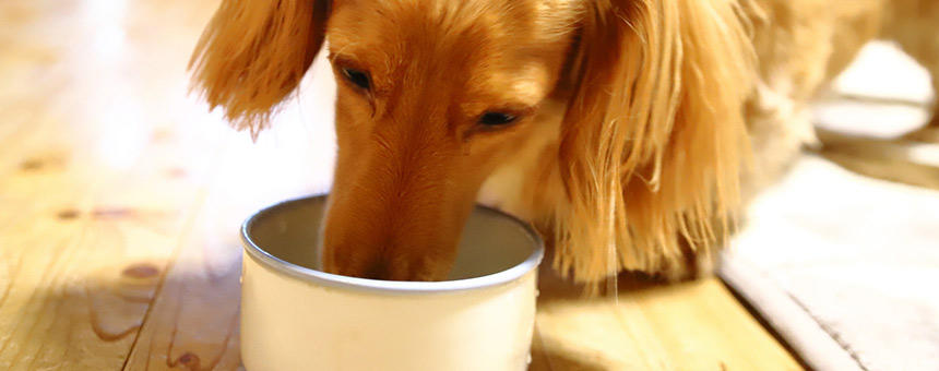 犬たちが暑さに負けないために、今からちゃんと体力づくり。